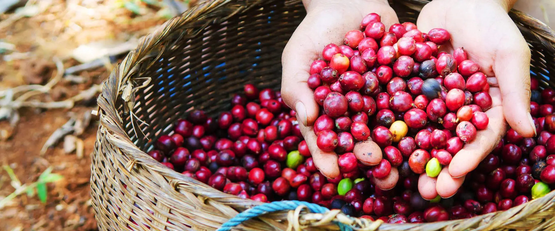 hands holding coffee cherries